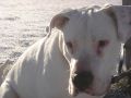 Filename=benji_3.jpg
Filesize=61KB
Dimensions=800x600
Date added=Dec 28, 2009 benji_3.jpg