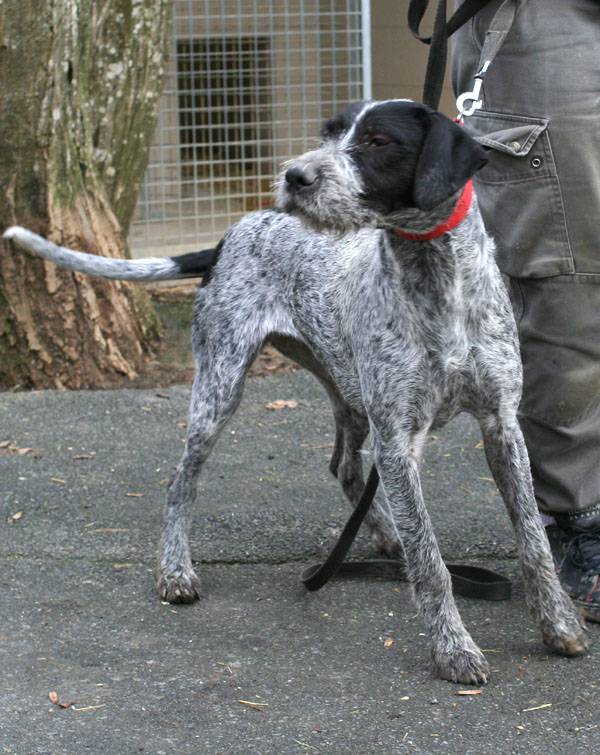 LILI - x griffon 6 ans blanc moucheté/noir- Refuge de la Picoterie à Crogis (02) Lili_20130103180751